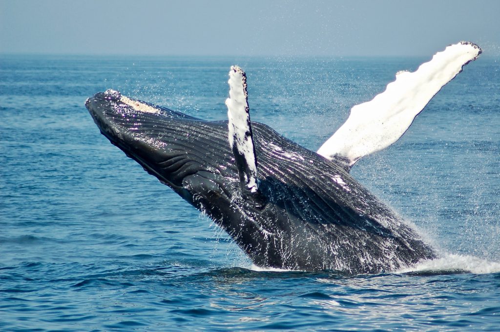 Des Baleines Bleues Repérées En Antarctique - GlobalGoodness