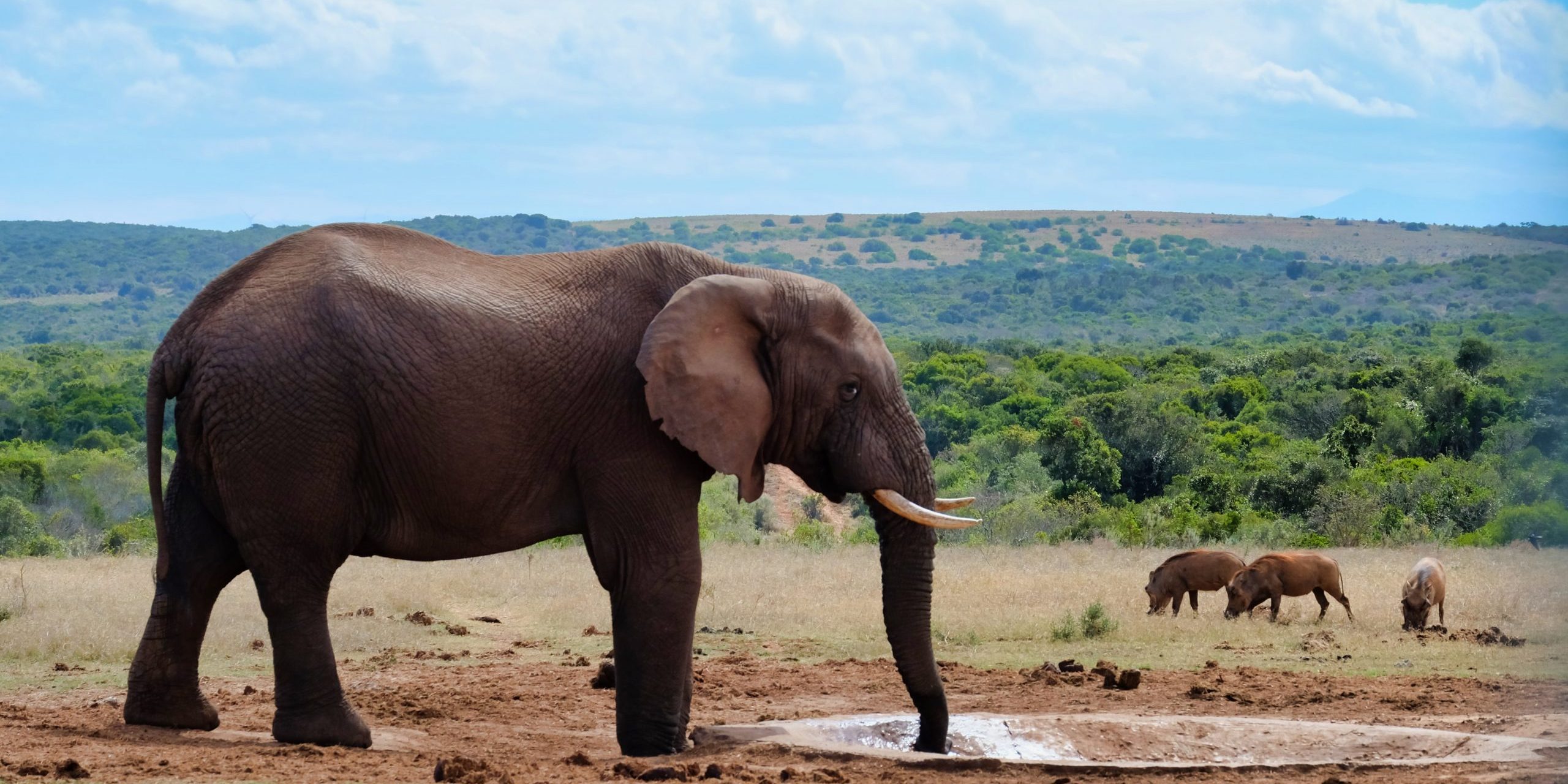 Espérance De Vie D Un éléphant L’intelligence artificielle au service des éléphants menacés