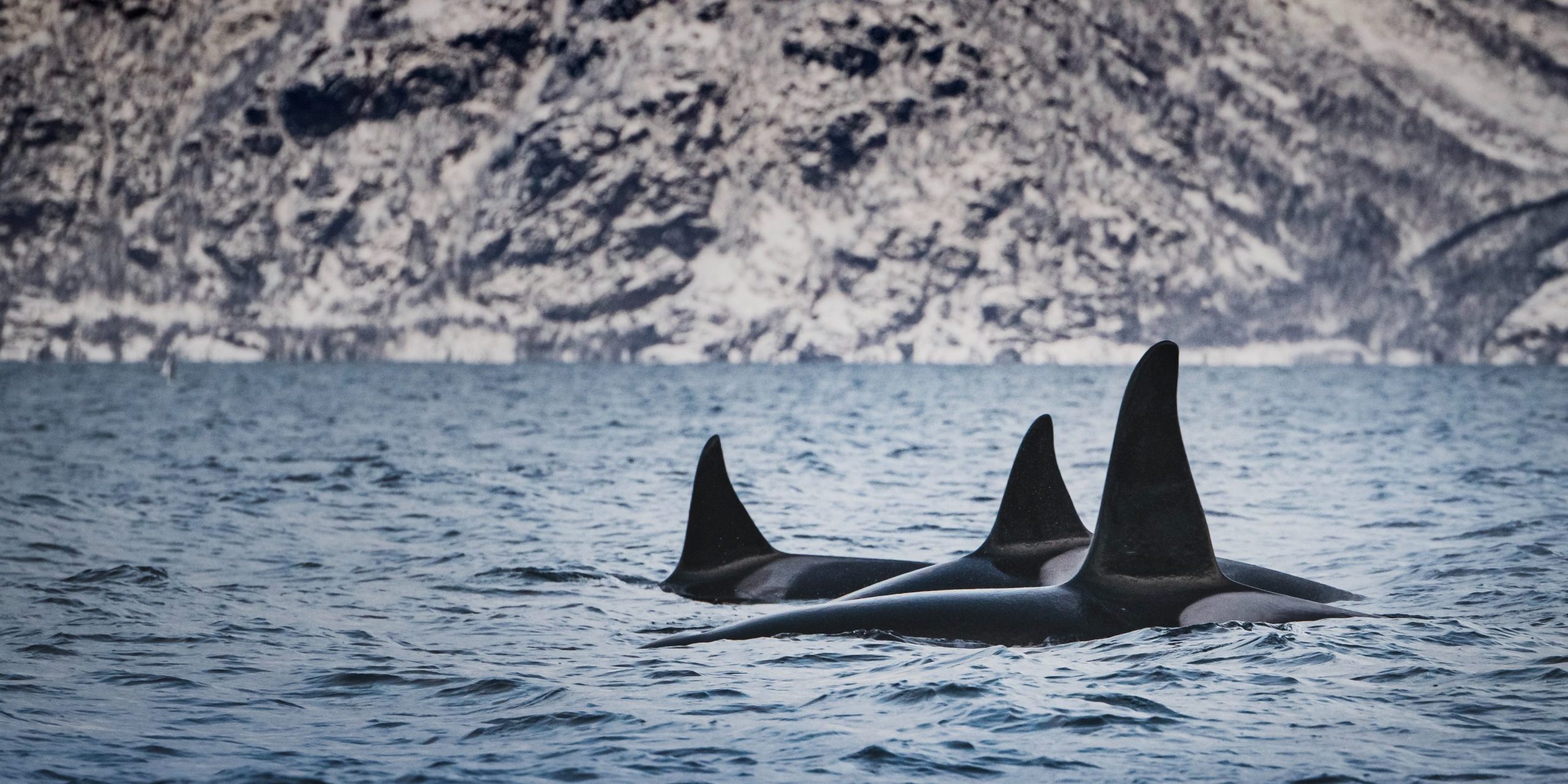 The dog that saves orcas - GlobalGoodness