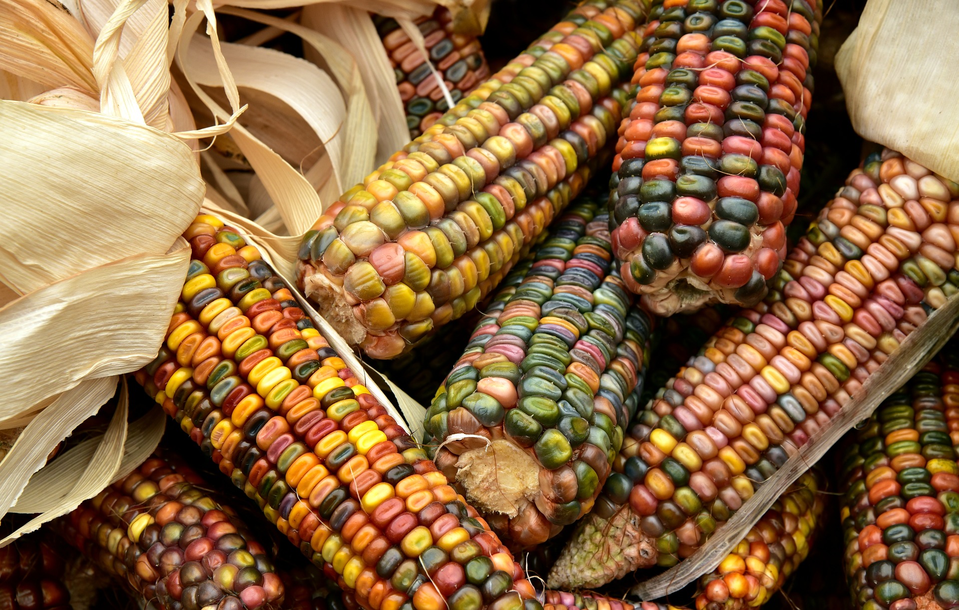 Mexico stops glyphosate and transgenic corn - GlobalGoodness