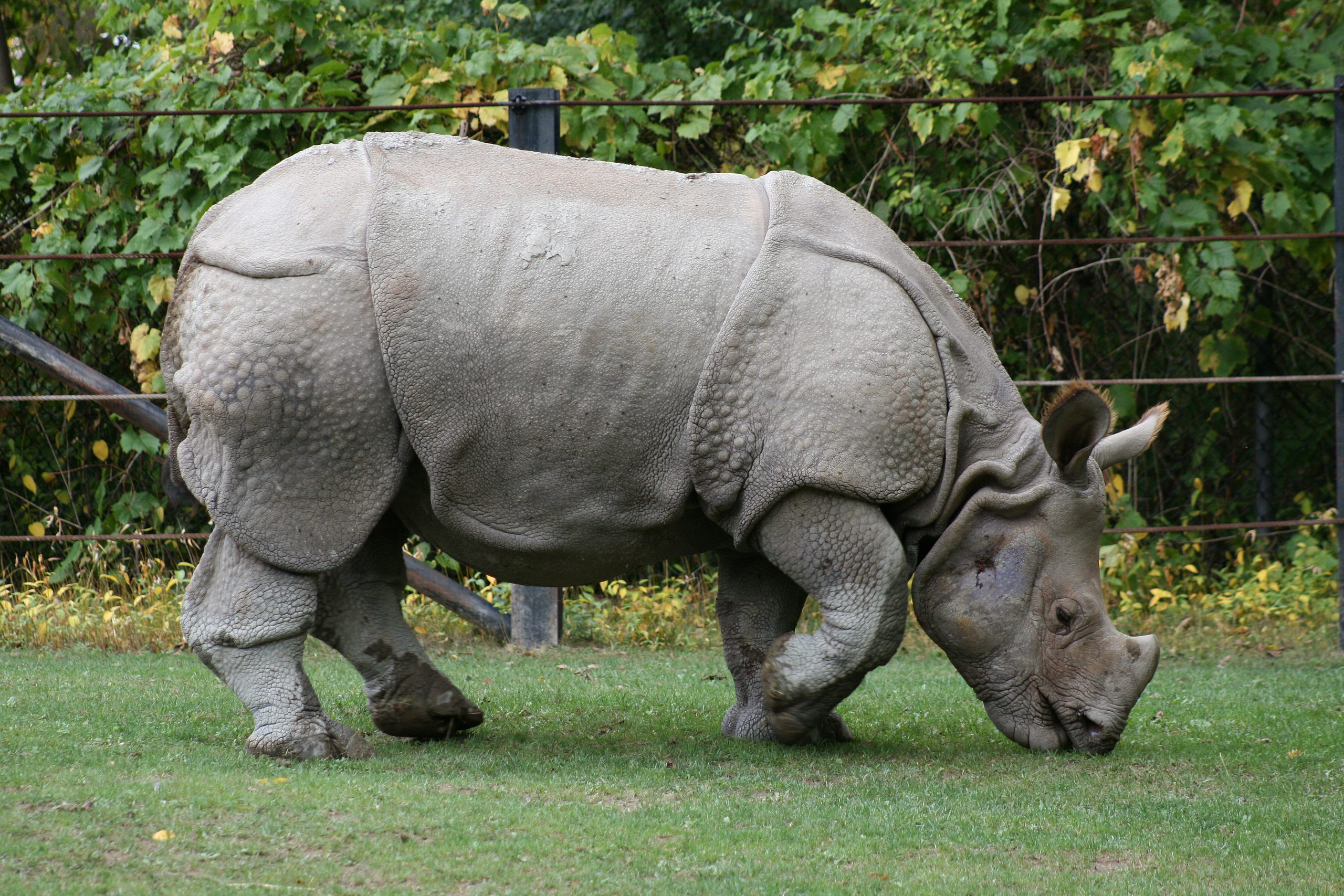 african rhinoceros unicorn