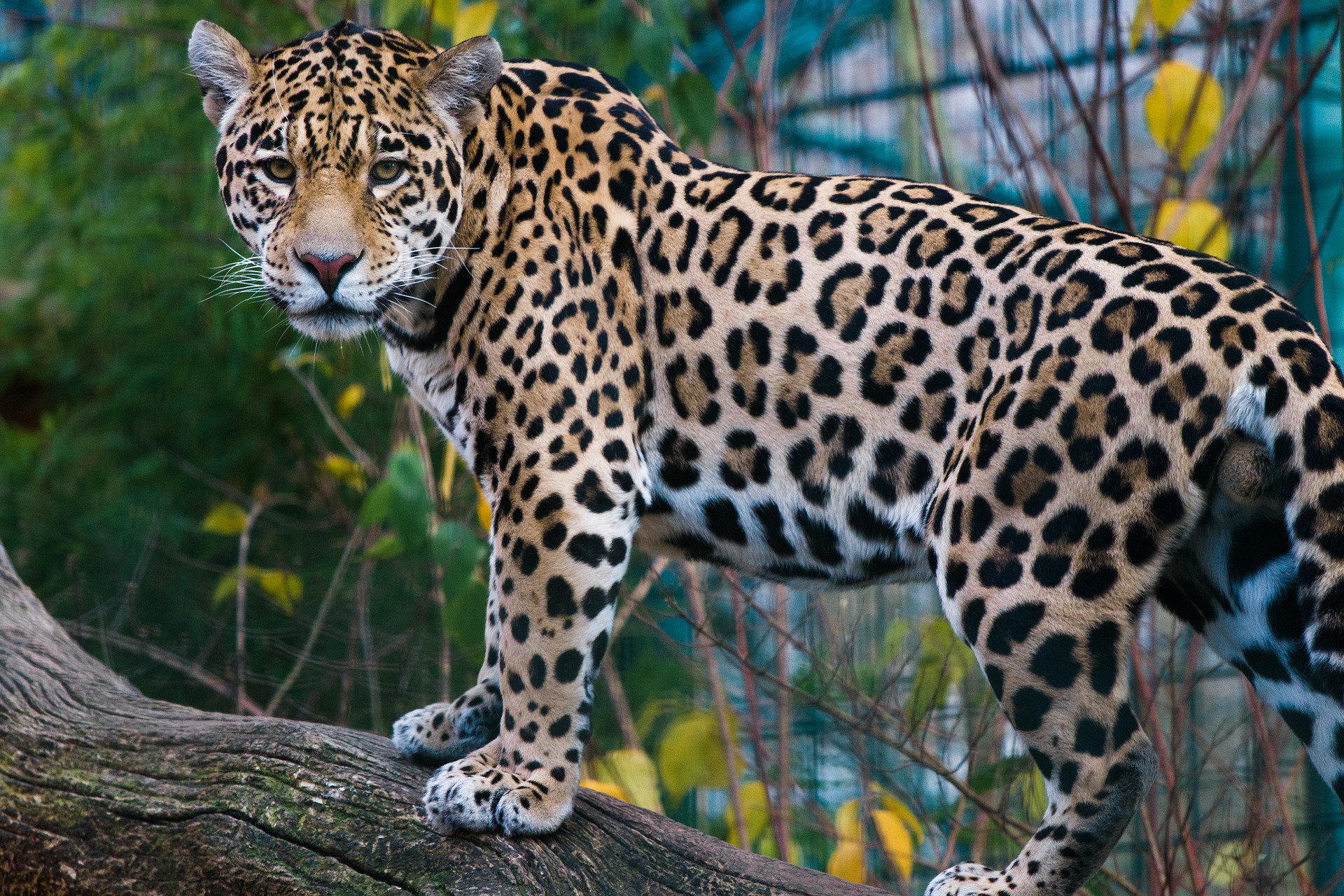 Ягуар это. Ягуар Panthera onca. Ягуар млекопитающее. Берберийский леопард. Окрас ягуара.