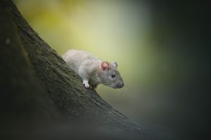 A rat standing on a tree.