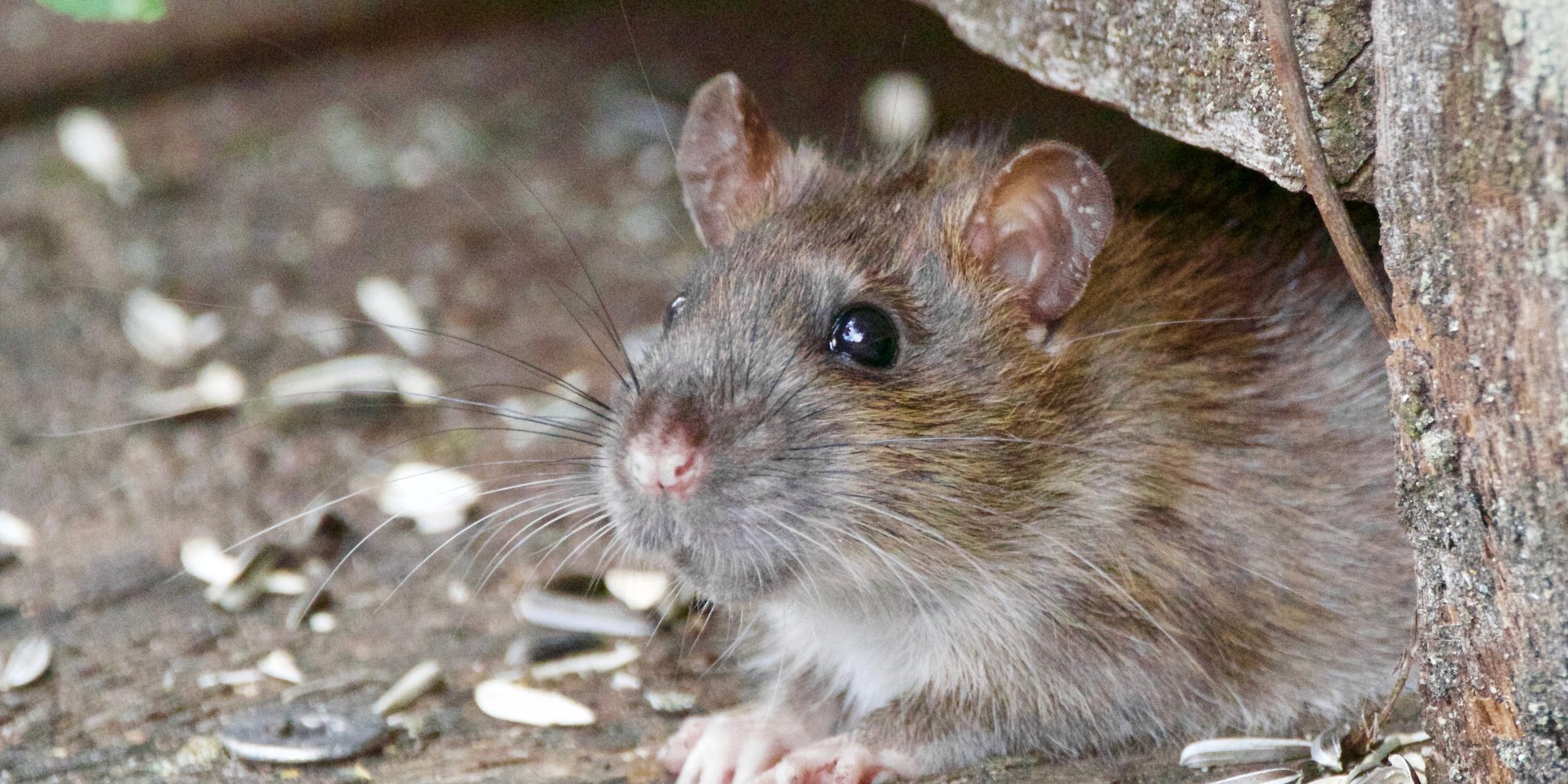 Rat trained to detect mines - GlobalGoodness