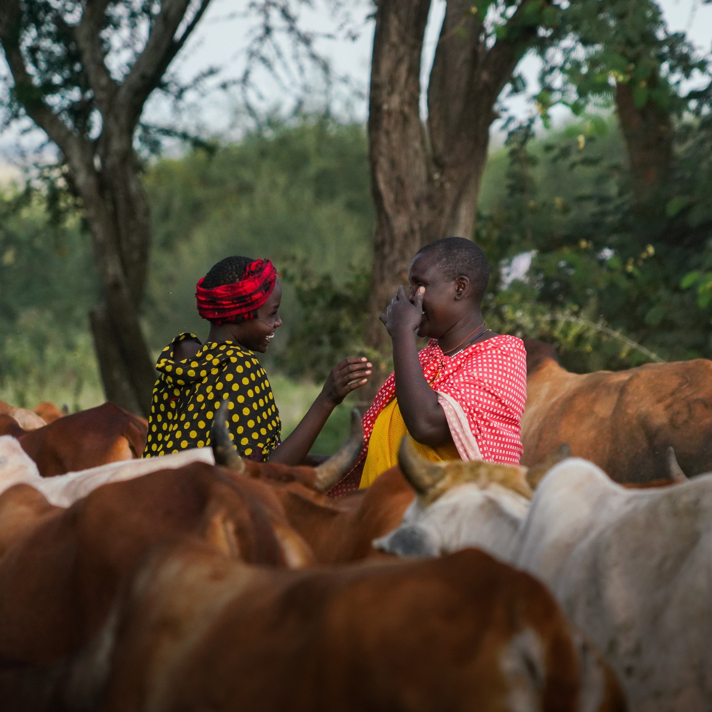 protecting-the-maasai-people-globalgoodness